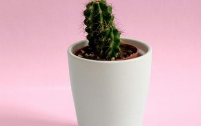 Oman’s Private Education Boom: Where the Real Growth Lies